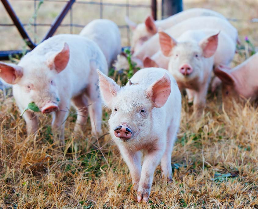 cursus welzijn varkens de varkenspraktijk
