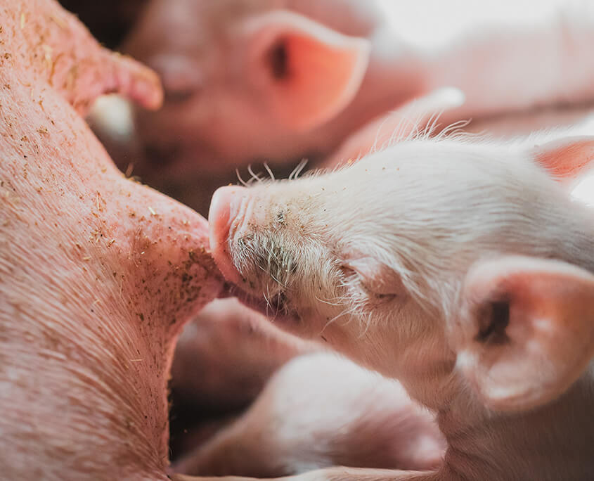 de varkenspraktijk verzoring varkens