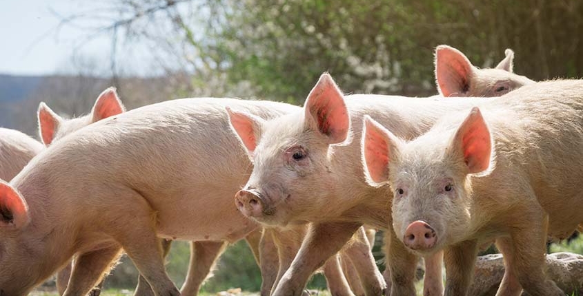 varkensgezondheidszorg varkenspraktijk brabant